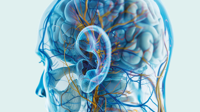 Illustrazione dettagliata del sistema nervoso e cerebrale umano con nervi e vasi sanguigni evidenziati.
