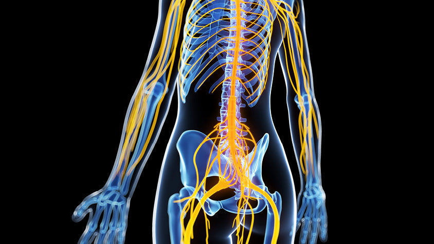 Rappresentazione anatomica del sistema nervoso umano con nervi evidenziati in giallo.
