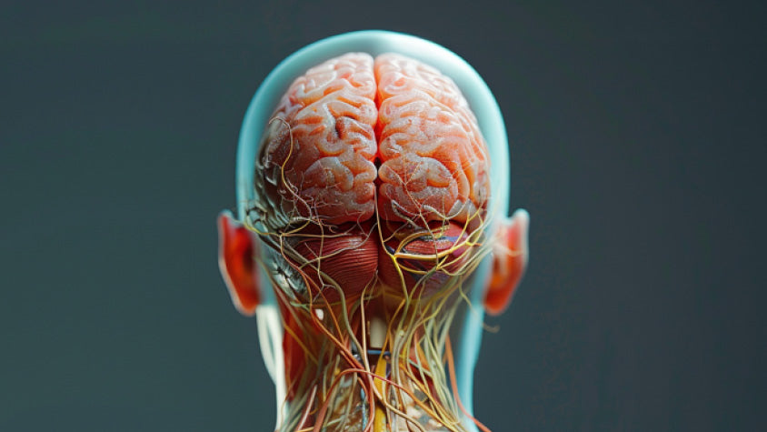 Rappresentazione della testa umana vista da dietro, con il cervello visibile attraverso la pelle.